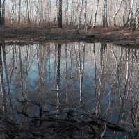 Весенний лес. :: Kassen Kussulbaev