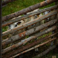 Спасите несчастных овечек :: Marina Vassileva