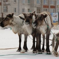 северные олени для прогулки по городу :: Алена Дегтярёва