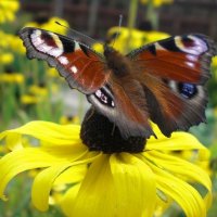 Бабочка на цветке :: Анюта Румянцева