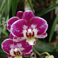 Орхидея :: Алена Щитова
