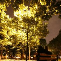 Ночь в парке... :: Александр Липец