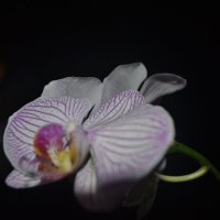 Орхидеи :: Алина 