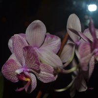 Орхидеи1 :: Алина 