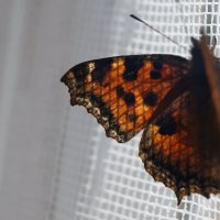 Бабочка :: Мария Безушко