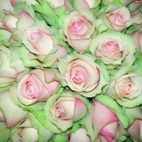 Розовые розы :: Марина Назарова