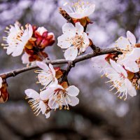 Цветут деревья :: Владимир 