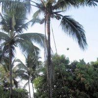 Сбор кокосов в Индии. :: Надежда Ивашкина
