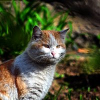 Грязный дворовый котяра вышел на весеннюю тропу :: Alexei Kopeliovich