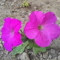 цветок :: Зарина Азадова