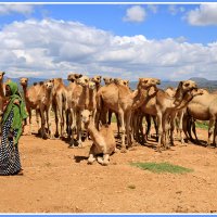 Эфиопская пастушка :: Евгений Печенин