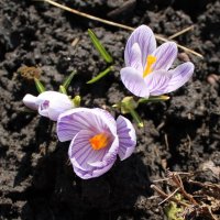 Весна, крокусы цветут. :: Ирина Аверьянова