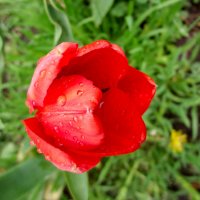 Mitte Frühling-die Tulpe :: Денис/Алина Крылов(а)
