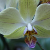 Орхидея :: Ольга Гайченя