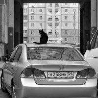 ...кот на крыше... :: Ольга Нарышкова