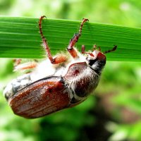 Майский жук :: Светлана Марасанова