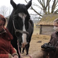 забота о коне :: daniel petkov