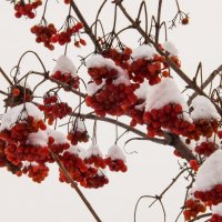 "Янтарь" и снег :: Виктор Киселев
