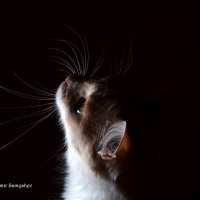 Фотосет кошки 3 :: Владимир Самышев
