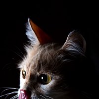 Фотосет кошки 4 :: Владимир Самышев