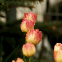 плачущие тюльпаны :: olgert6969 