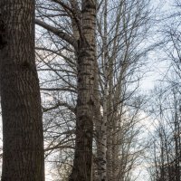 Большие деревья :: Георгий Пичугин