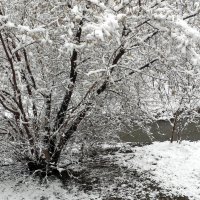 24 апреля 2014 .У нас снова снегопад! :: Елизавета Успенская