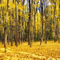 На ковре из жёлтых листьев ... :: Алексей Дмитриев