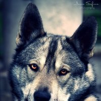 мой любимый "волк" Грэй ) :: Inna Safina 