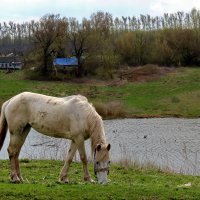 На лугу... :: Elena 