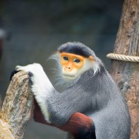 Khao Kheow Zoo :: AnnJie Barc