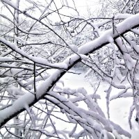 Снежок :: Татьяна Королёва