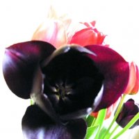 Чёрный тюльпан :: Аня Андрейчук