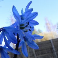Синее синего :: Ольга Романова
