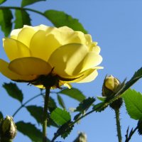 Желтая роза :: Юлия Грозенко