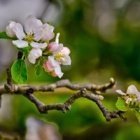 Когда яблони цветут ... :: Ольга Винницкая (Olenka)