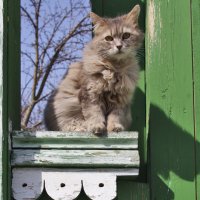Кошка :: Алена Щитова