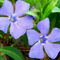 Светло-синие цветы :: Александр Бурилов