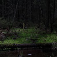 Слендер в лесу :: Николай Литвинцев