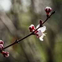 весна :: Apricus Bossert