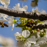 Nature of Ukraine :: Tutsan 