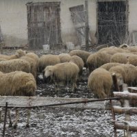 Снег утром . :: Елена Смелянская 