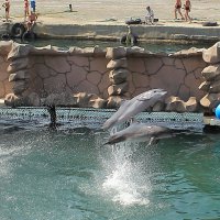 Дельфины-афалины! :: Татьяна 