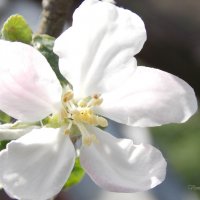 Цветок яблони :: Виктория Стукалина