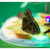 Живые тропические бабочки. :: Oksana Ditkina