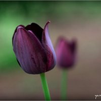 tulip15 :: yameug _
