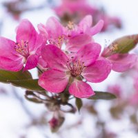 Яблони в цвету :: Виктория Уточкина