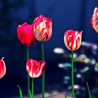 tulips ) :: Inna Safina 