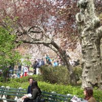 Весна в Центральном парке Нью Йорка :: anna borisova 