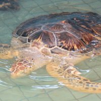 Морские черепахи военно-морской базы США :: "EVA" Ольга Борисова